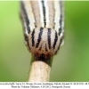 chazara bischoffii larva5a